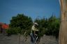 essaim-d-abeilles-dans-l-arbre