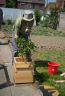 essaim-d-abeilles-capture