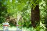 essaim-d-abeilles-sur-une-branche
